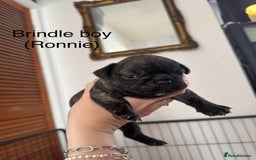 French Bulldog dogs for sale: French Bulldog Puppies - Image 2