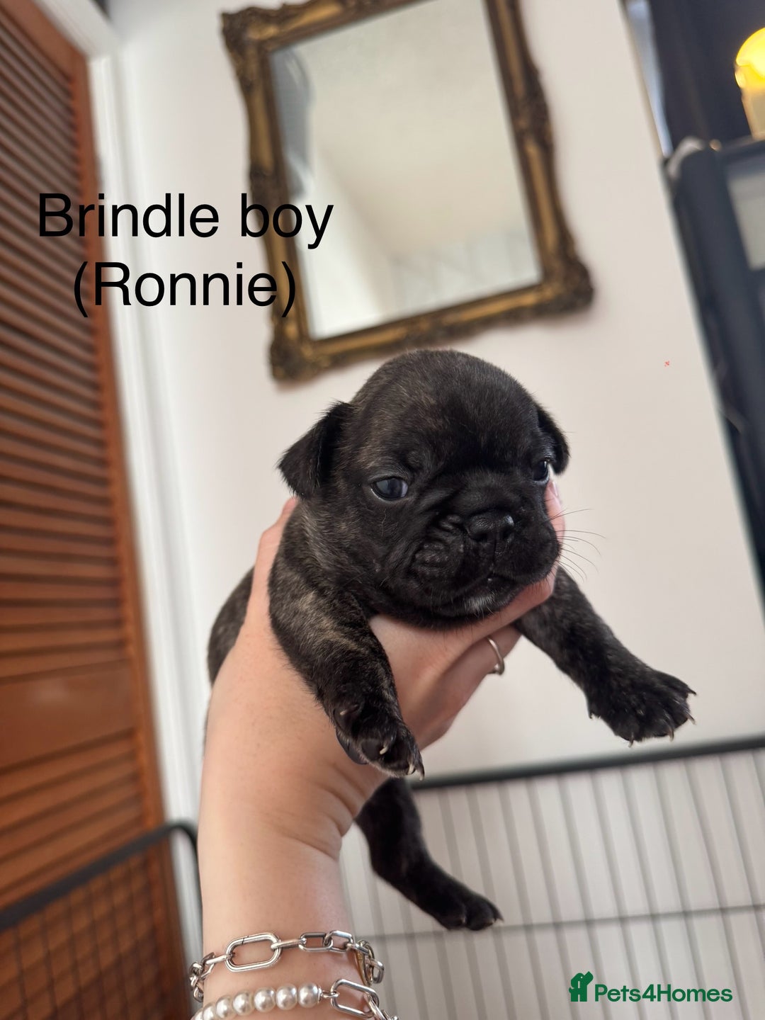 French Bulldog dogs for sale: French Bulldog Puppies - Image 2