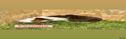 Guinea Pig rodents for sale: Female and male guinea pigs  - Advert 11