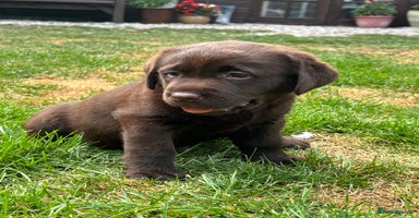 Labrador Retriever dogs - Advert 8