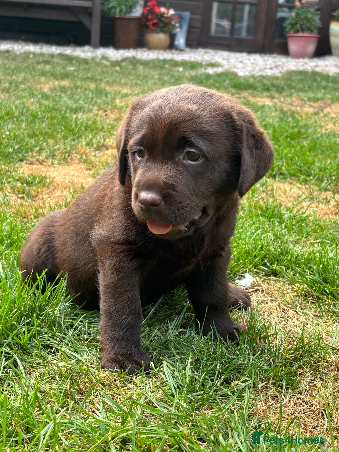 Labrador Retriever dogs for sale: Stunning Show KC Chocolate Labradors  - Image 2