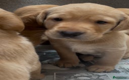 Labrador Retriever dogs for sale: KC Reg Labrador Puppies For Sale - Image 7