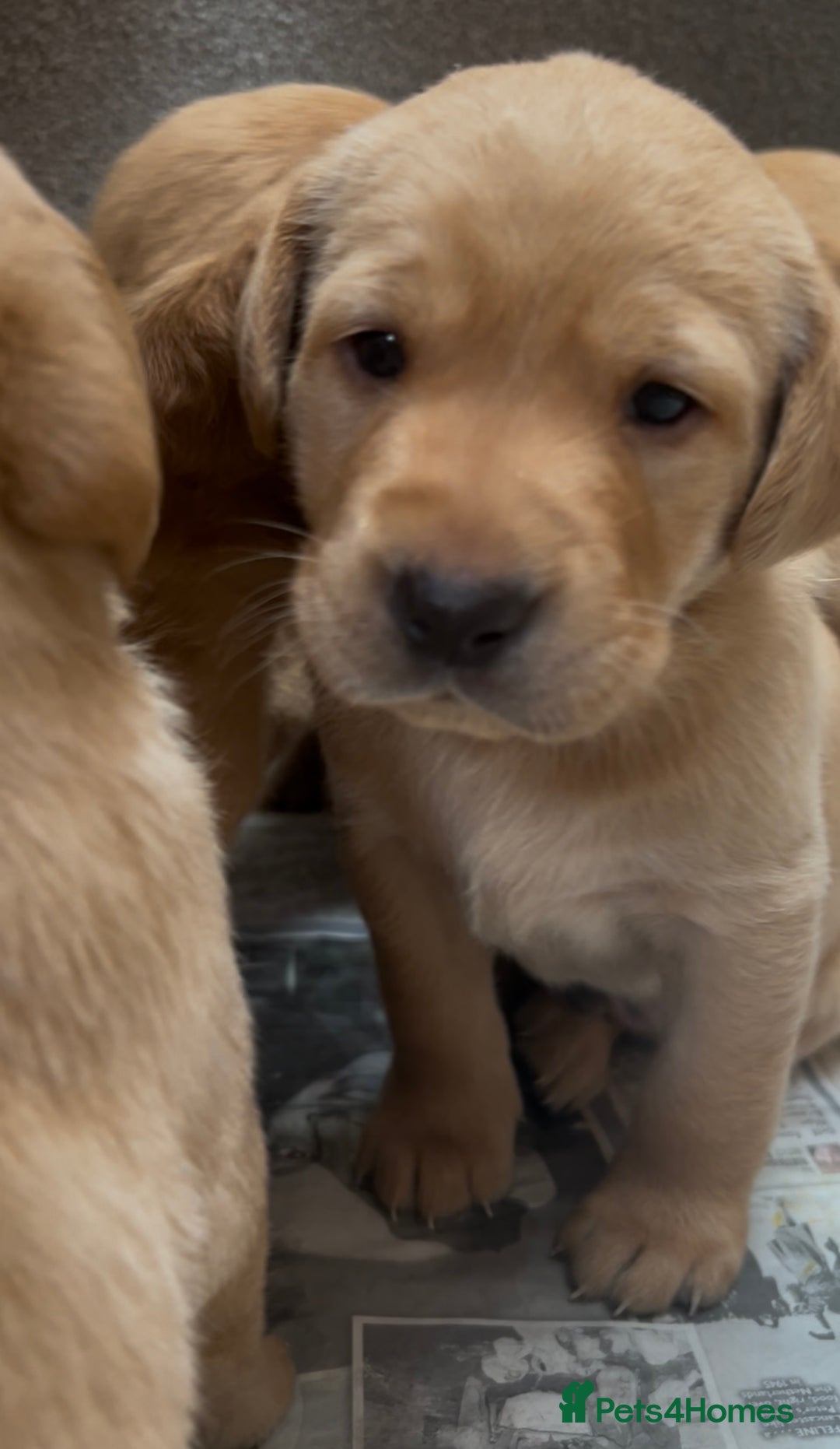 Labrador Retriever dogs for sale: KC Reg Labrador Puppies For Sale - Image 7