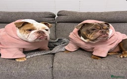 English Bulldog dogs for sale: 2 English bulldogs age 4  - Image 1