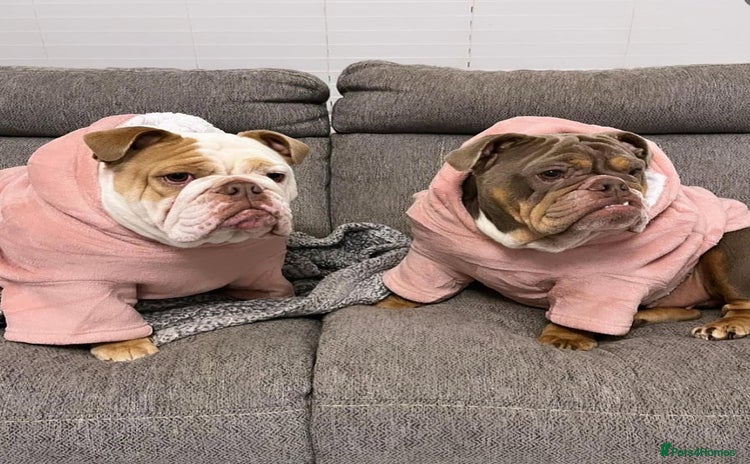 English Bulldog dogs - Advert 3