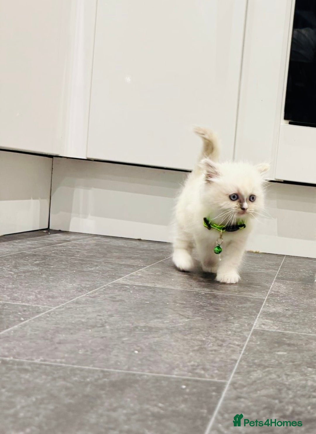 Ragdoll cats for sale: Adorable Pure Ragdoll Kittens - Advert 21