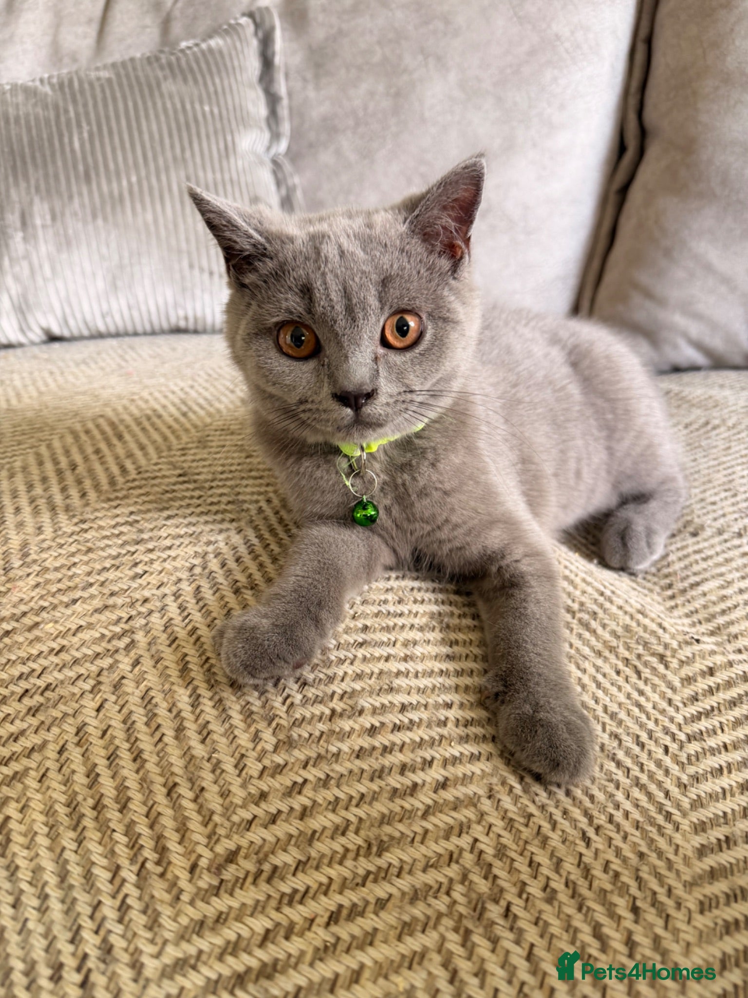 British Shorthair cats 2 British shorthair kittens  - Advert 4