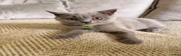 British Shorthair cats for sale: 2 British shorthair kittens  - Advert 1