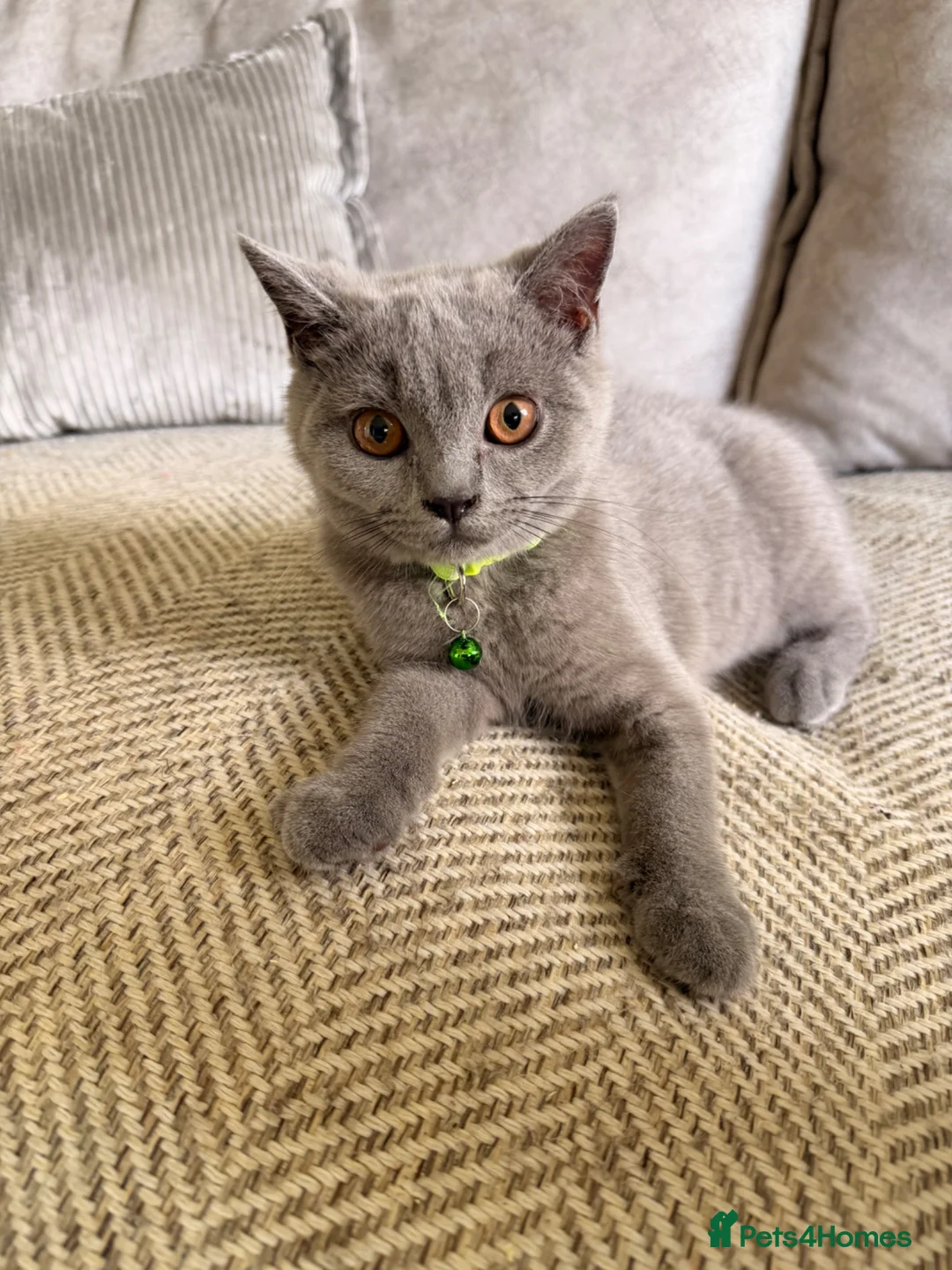 British Shorthair cats for sale: 2 British shorthair kittens  - Advert 1