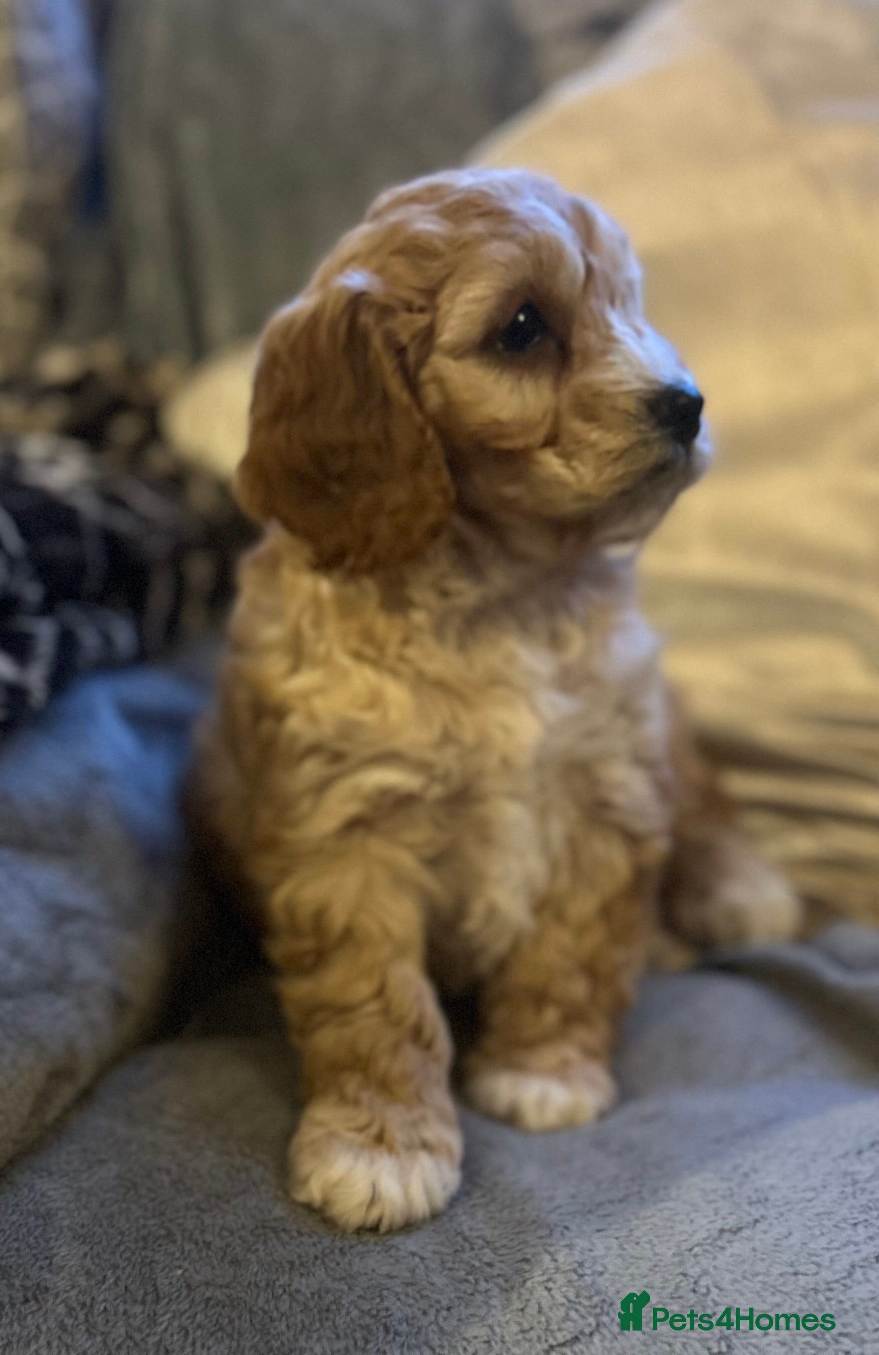 Cockapoo dogs Cockapoo Puppy - Advert 1