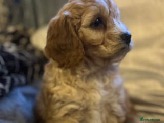 Cockapoo dogs Cockapoo Puppy - Advert 1