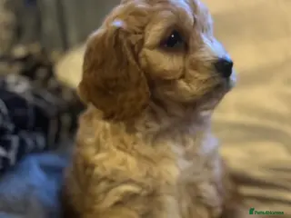 Cockapoo dogs Cockapoo Puppy - Advert 6