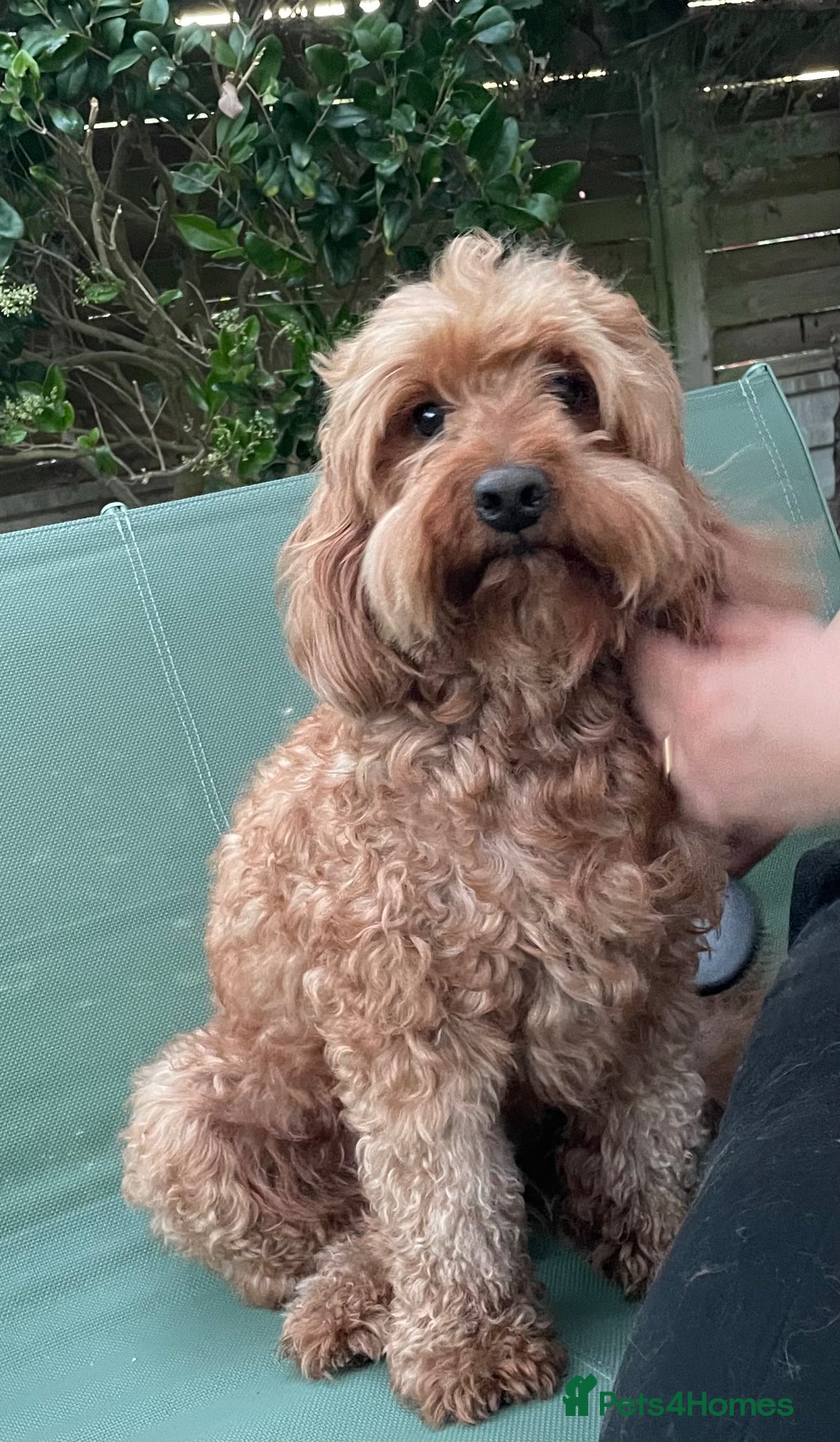 Cavapoo dogs for stud: Stud  - Advert 2