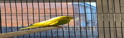 Budgerigars birds for sale: Young budgies for sale.  - Advert 10