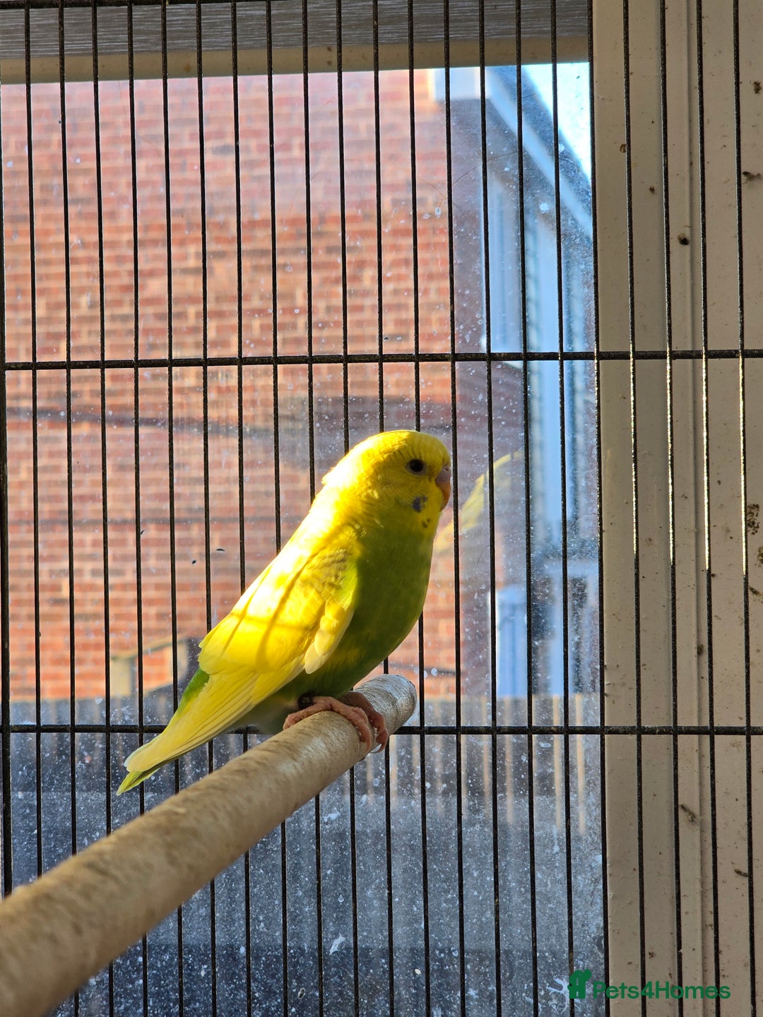 Budgerigars birds for sale: Young budgies for sale.  - Advert 10