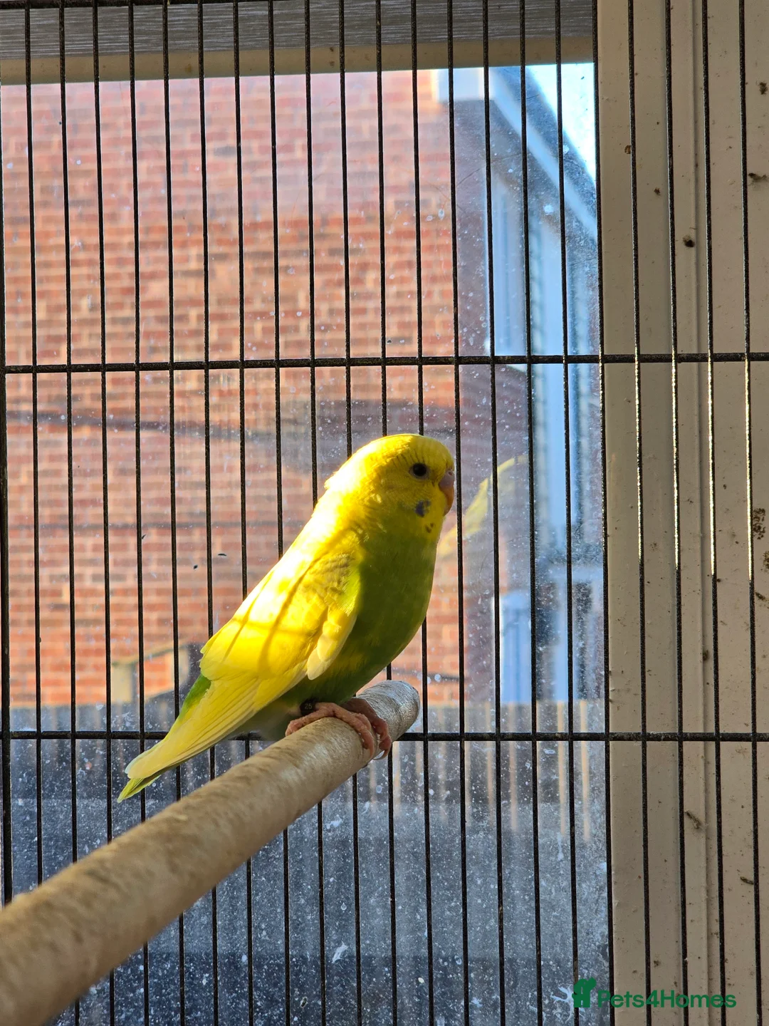 Budgerigars birds for sale: Young budgies for sale.  - Advert 10