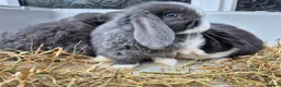 Mini Lop rabbits for sale: 5 Female mini lops  - Advert 7