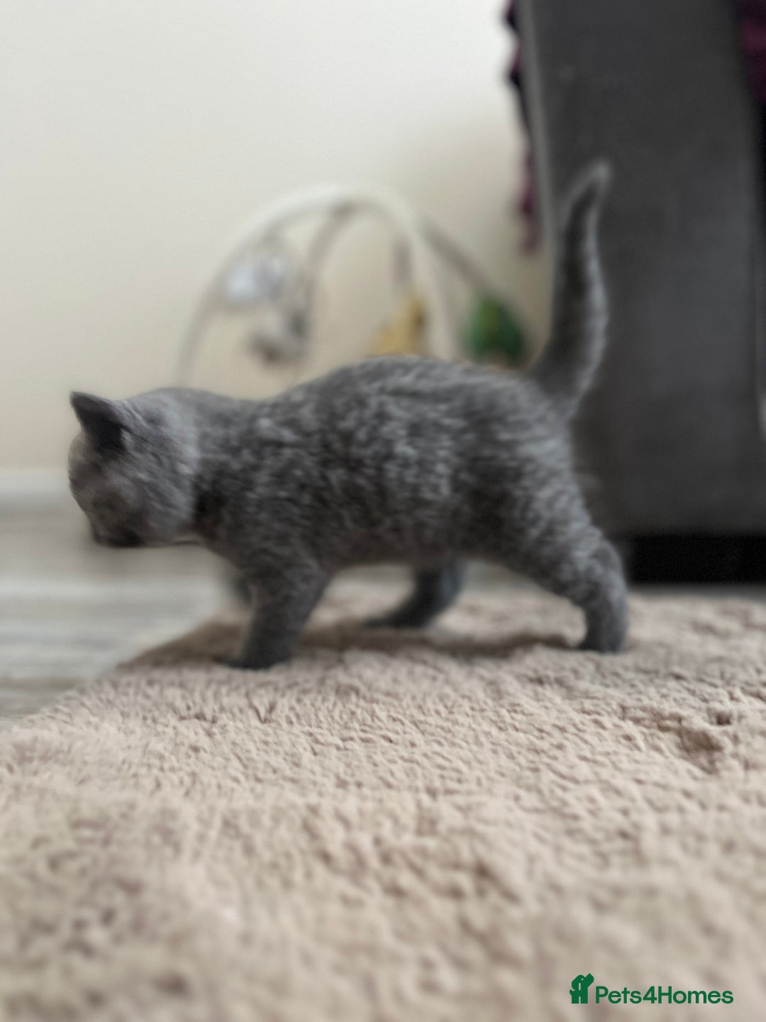 British Shorthair cats for sale: British shorthair male  - Image 7