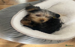 Yorkshire Terrier dogs for sale: Yorkshire Terrier puppy male - Image 3