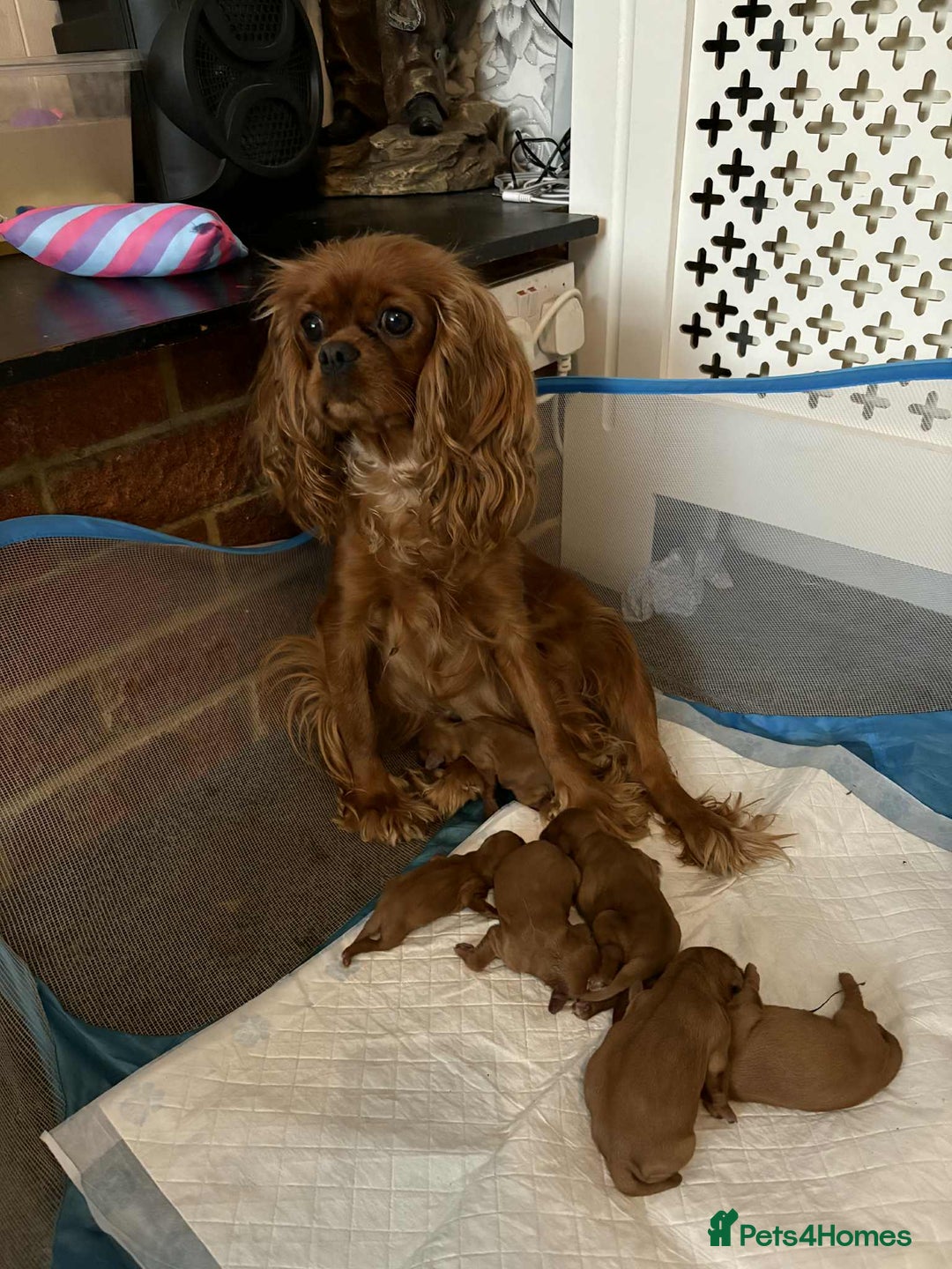 Cavalier King Charles Spaniel dogs for sale: Beautiful toy ruby King charles cavalier puppies. - Advert 16