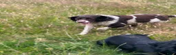 English Springer Spaniel dogs for sale: Beautiful springer spaniel  - Advert 1