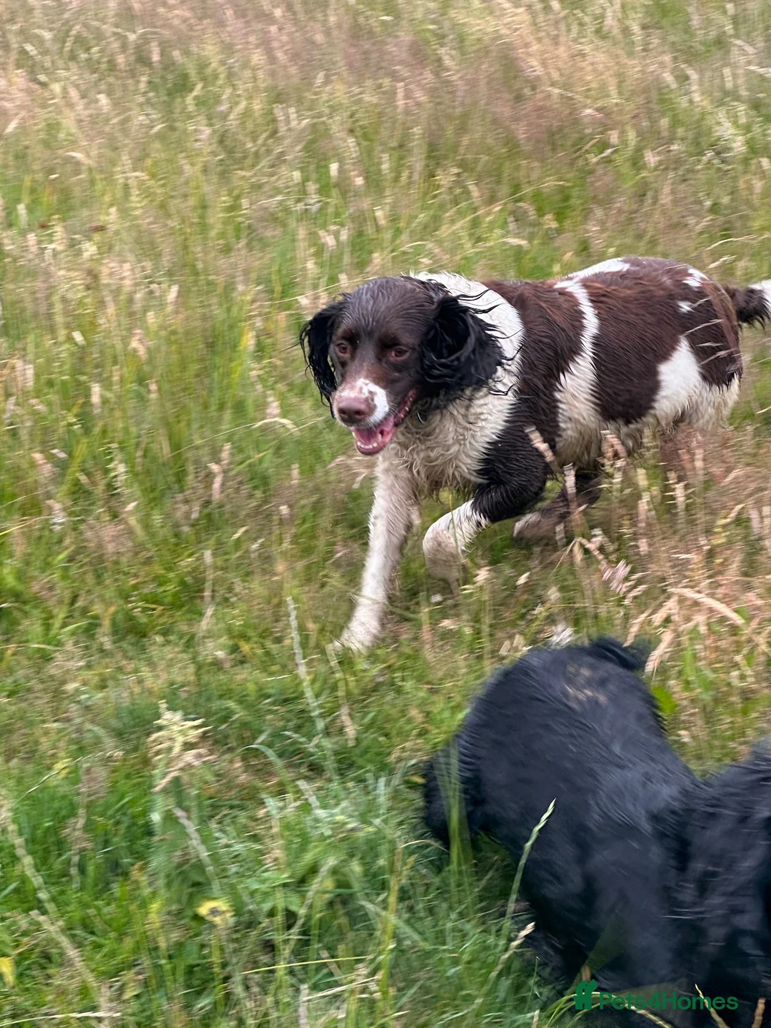 English Springer Spaniel dogs for sale: Beautiful springer spaniel  - Advert 1