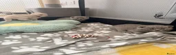 British Shorthair cats for sale: 👑 Stunning British Shorthair Kittens with GCCF 🐾 - Advert 5