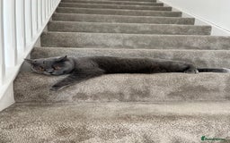 British Shorthair cats for sale: British shorthair female  - Image 5