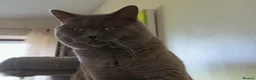 British Shorthair cats for stud: Lilac BSH, GCCF active register STUD - Advert 5