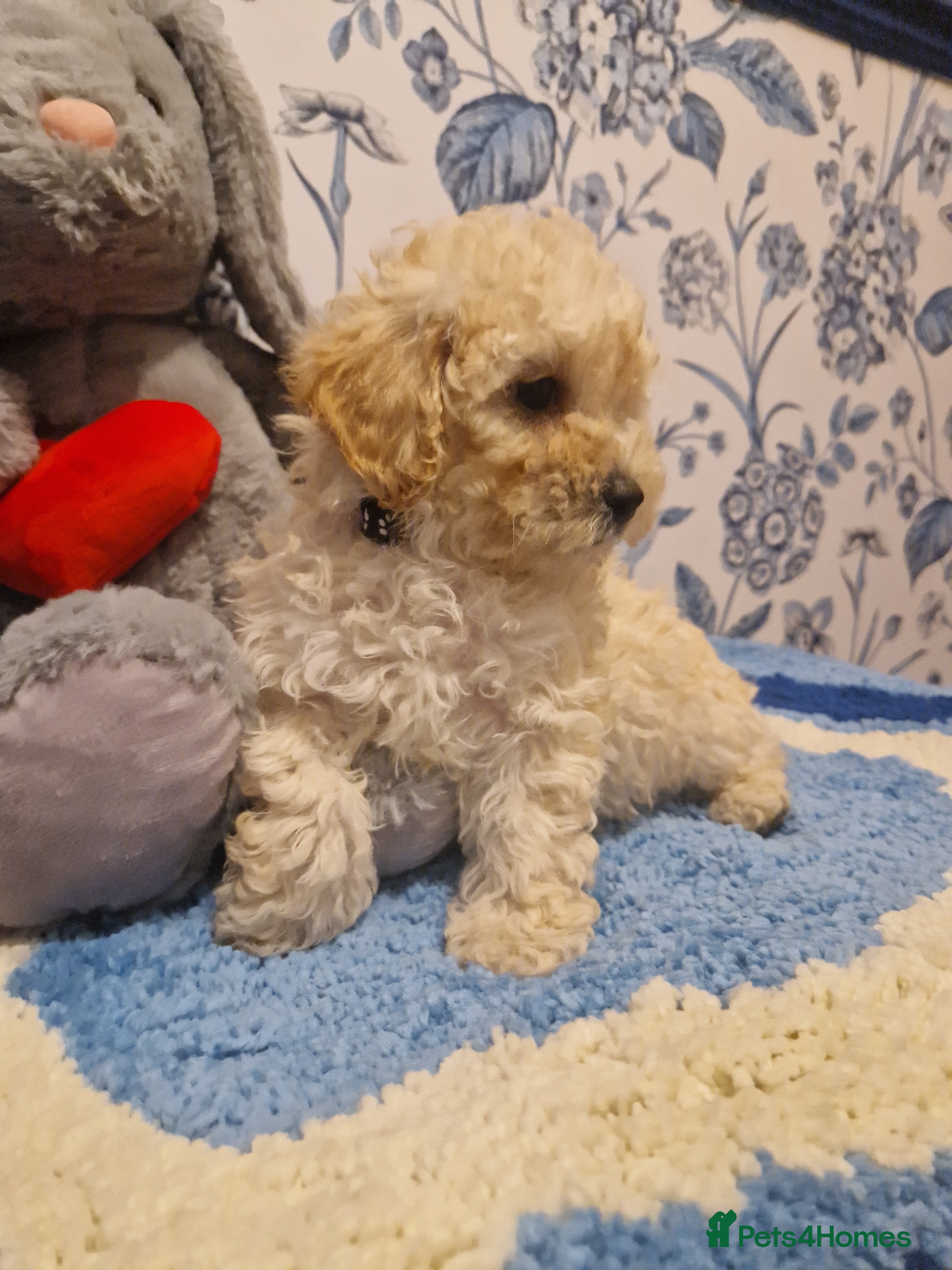 Poochon dogs Adorable Poochons Looking for their new families - Advert 2