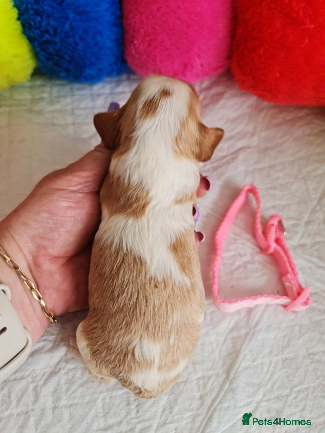 Cavapoo dogs for sale: 🥇Finest Quality Beautiful Toy Cavapoos🥇 - Image 10