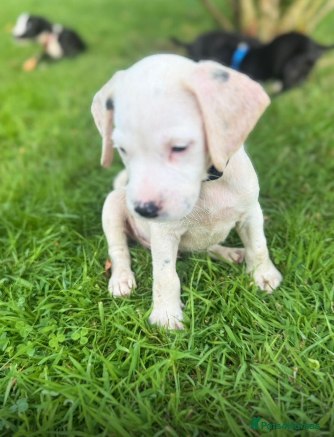 Mixed Breed dogs for sale: Pattendales cross ready now 🩷 - Image 11