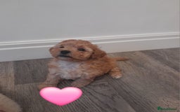 Cavapoo dogs for sale: Toy cavapoos - Image 7