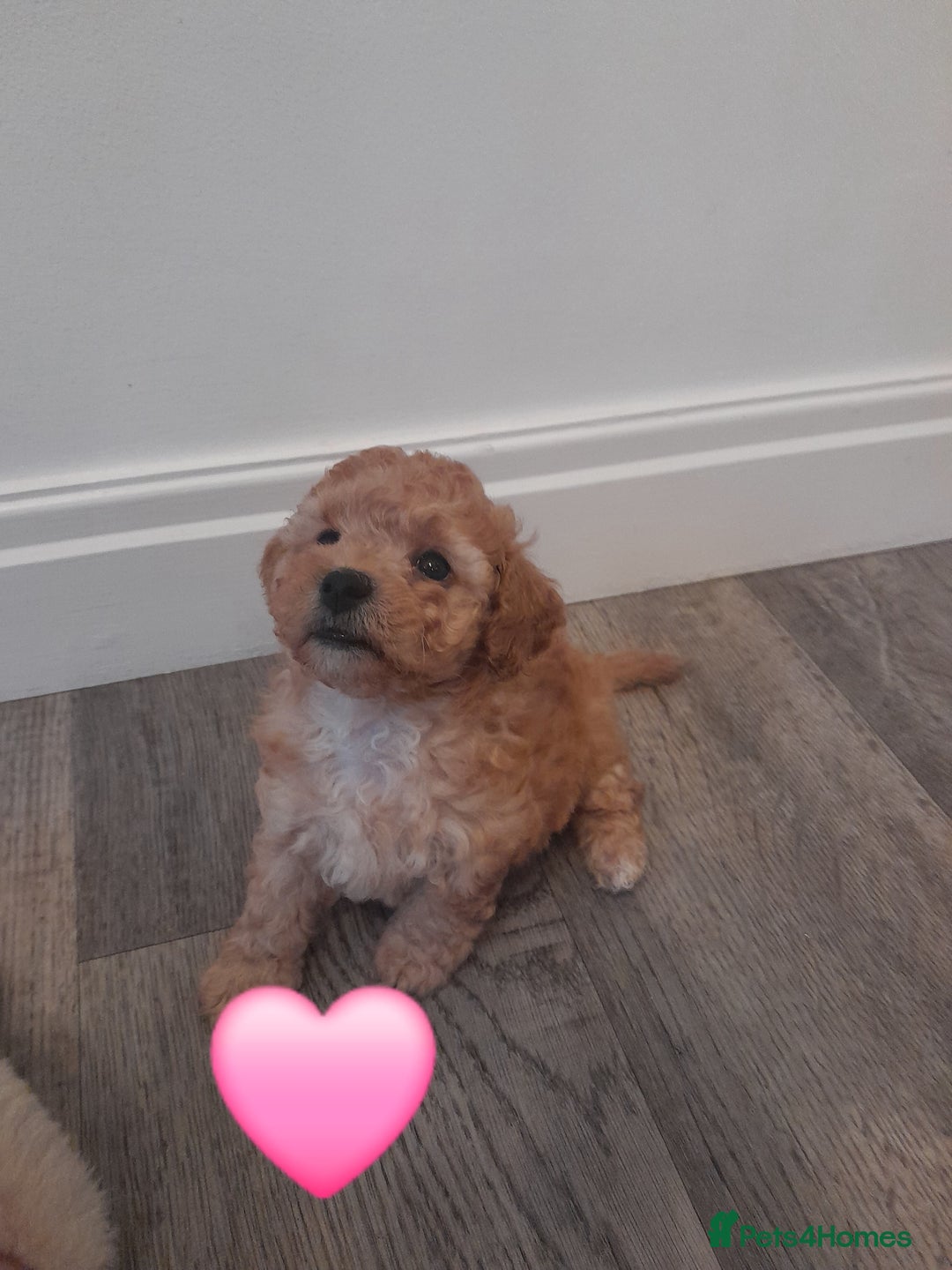 Cavapoo dogs for sale: Toy cavapoos - Image 7