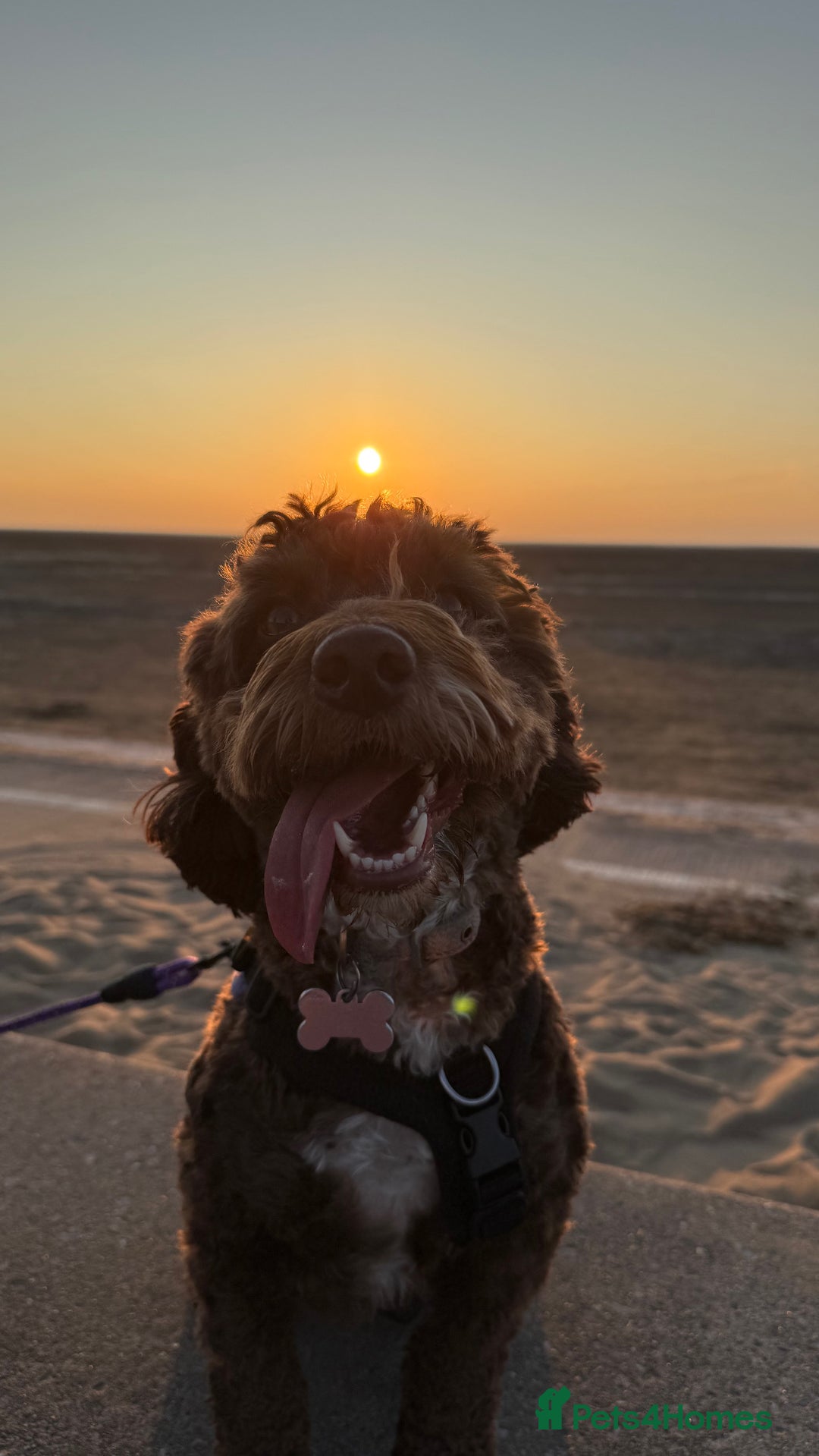 Cockapoo dogs for sale: Cocoa Bean Cockapoo  - Advert 2