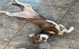Mixed Breed dogs for adoption: Teya- sweet and loving  - Image 2