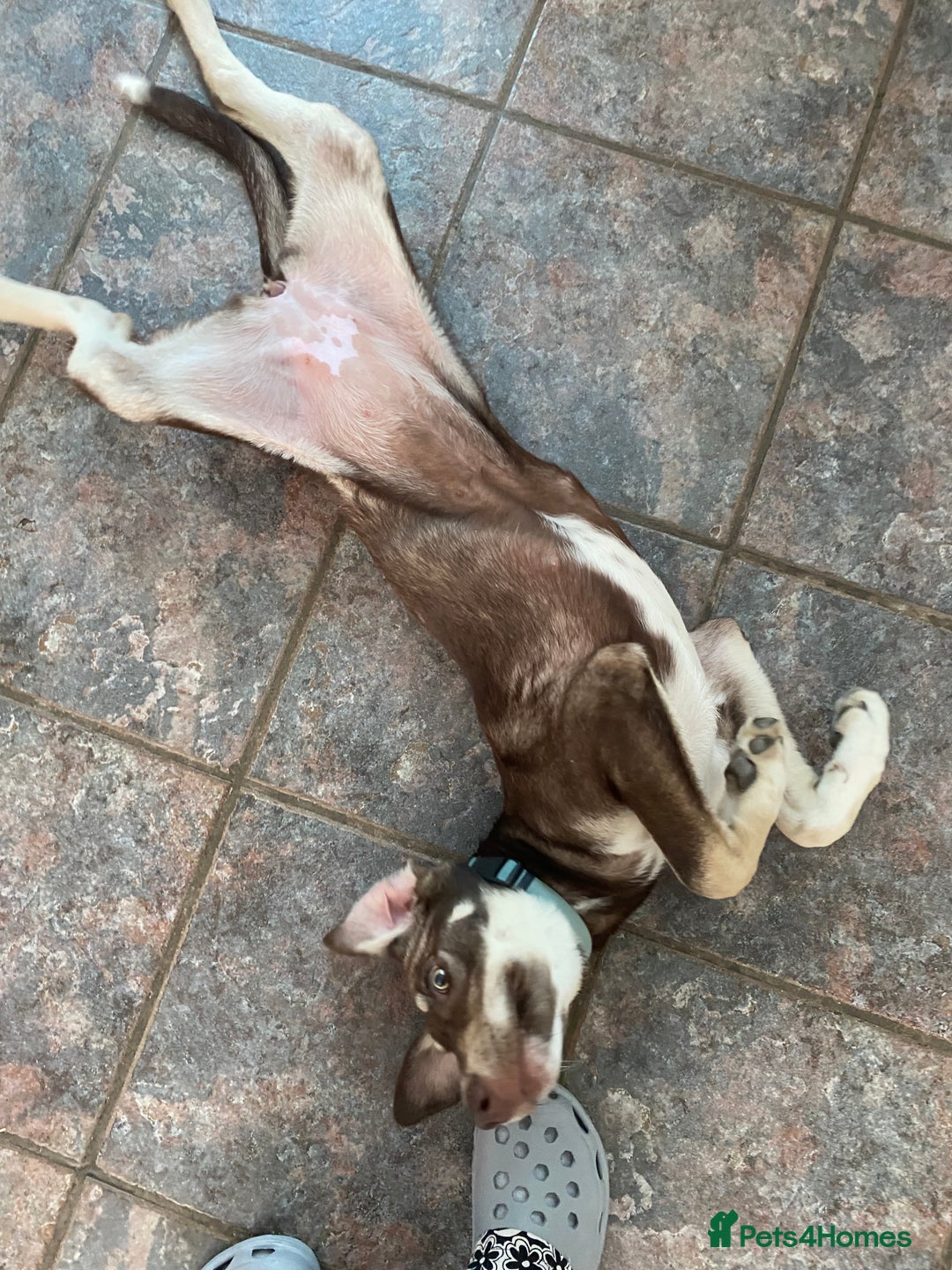 Mixed Breed dogs for adoption: Teya- sweet and loving  - Image 2