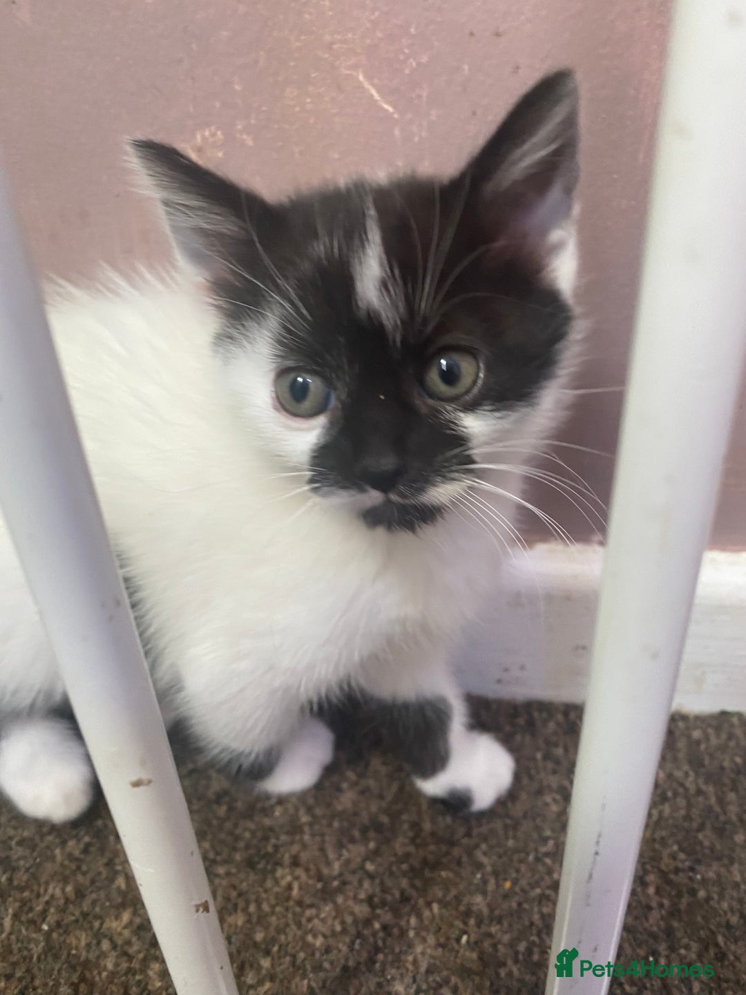 Mixed Breed cats for sale: 2 female kittens for sale  - Image 5