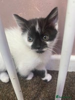 Mixed Breed cats - Advert 12