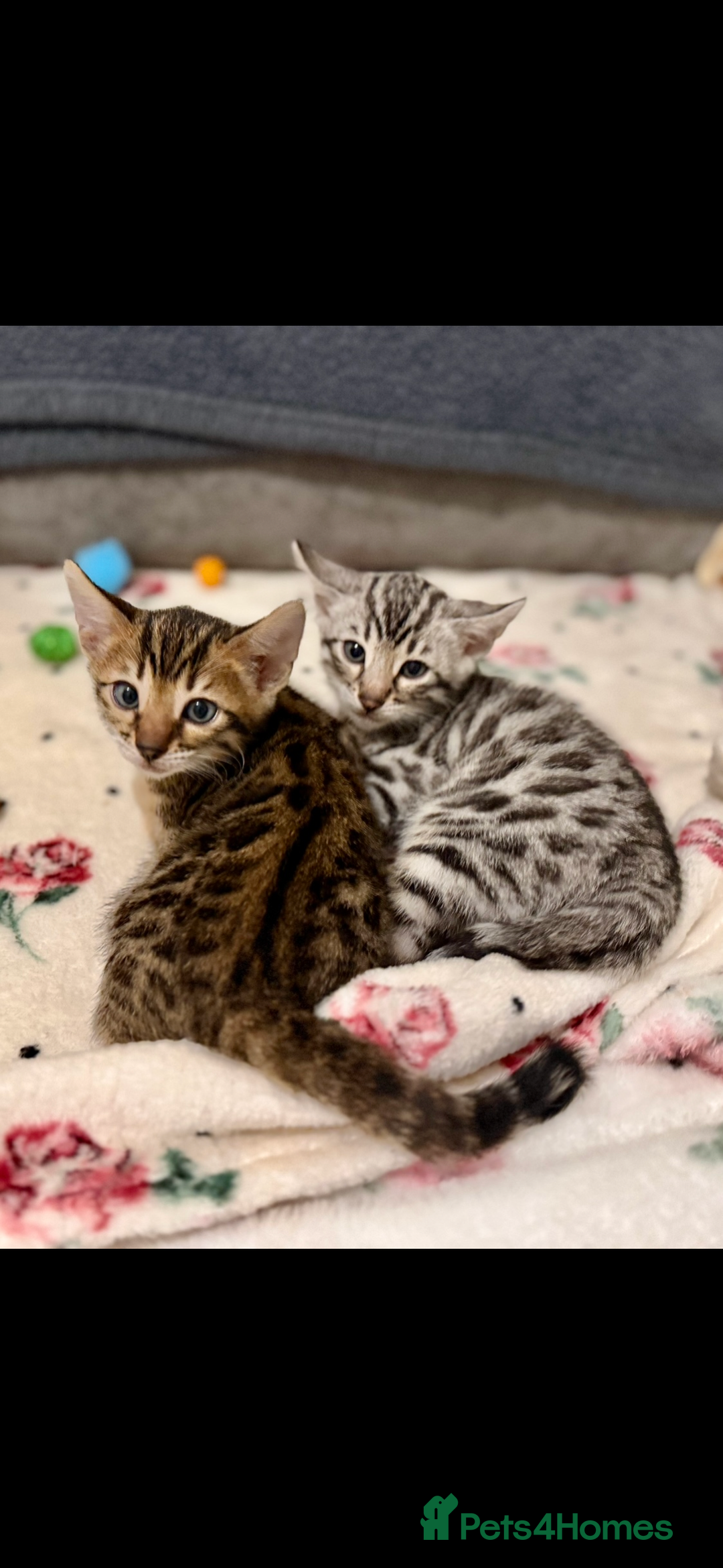 Bengal cats for sale: 🩶 BENGAL 🔥 KITTENS 🤍 TICA REGISTERED  - Advert 35