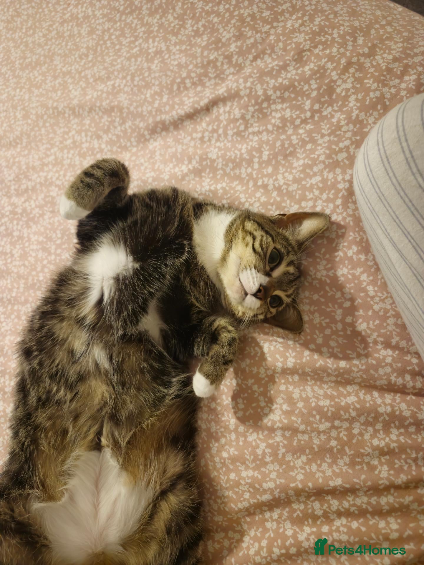 Mixed Breed cats REHOMING  - Advert 2