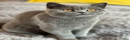 British Shorthair cats for sale: Gccf registered kittens  - Advert 5