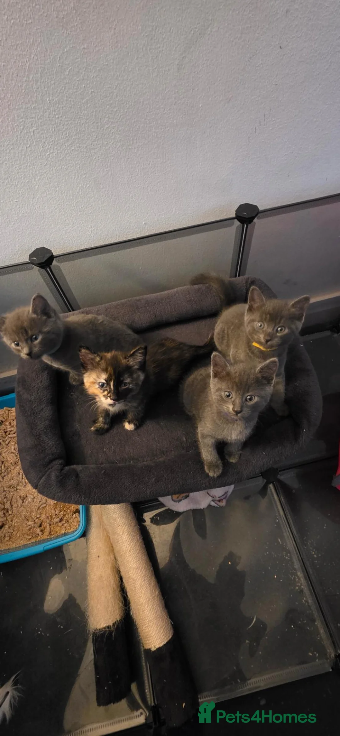 British Shorthair cats for sale: Kittens for sale - Advert 6