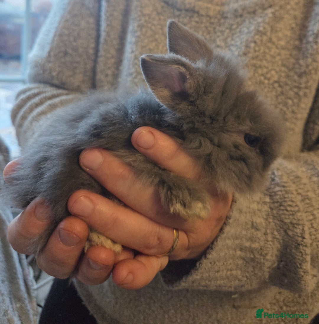 Mini Lion Lop rabbits for sale:  Male teddywidder bunnies  - Advert 16