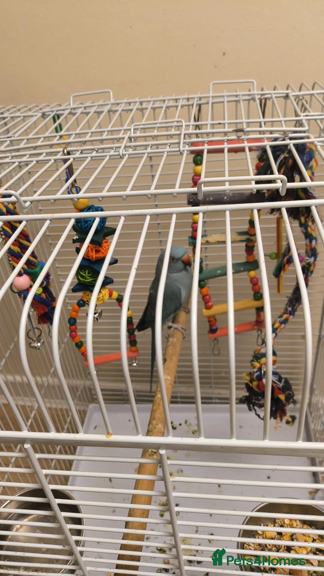 Parrots birds for sale: Girls - Advert 3