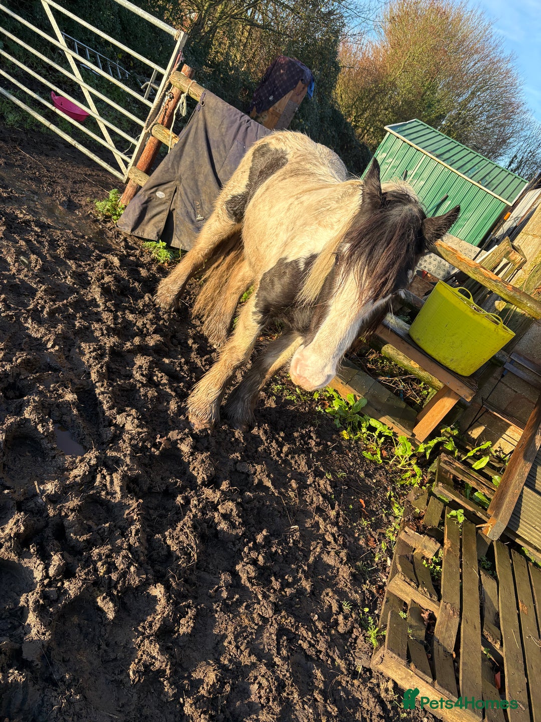 Other Breed horses for sale: 13.1 mare for sale  - Advert 2