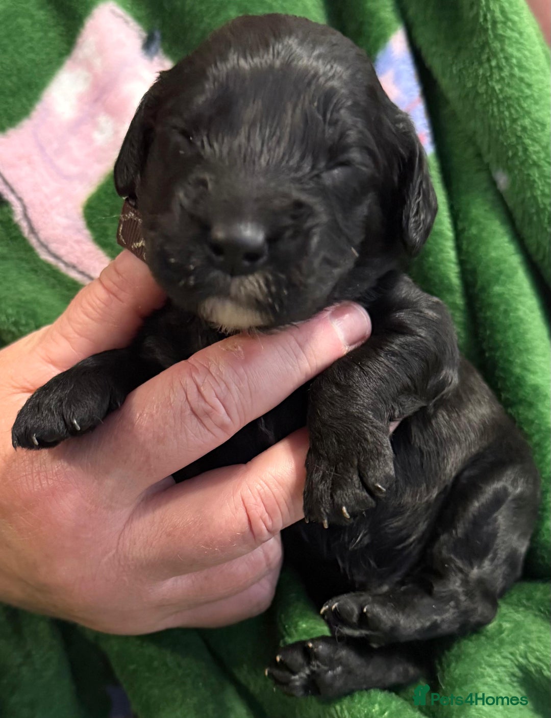 Cockapoo dogs for sale: F1 various mini cockapoos 30 dna health tested clr - Advert 8