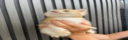 Scottish Fold cats for sale: SCOTTISH FOLD GOLDEN CHINCHILLA NY11-NY12 KITTENS. in Basildon - Advert 12