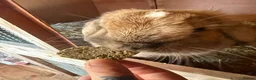 Mini Lop rabbits for sale: Pure mini lops in Bury Saint Edmunds - Advert 11