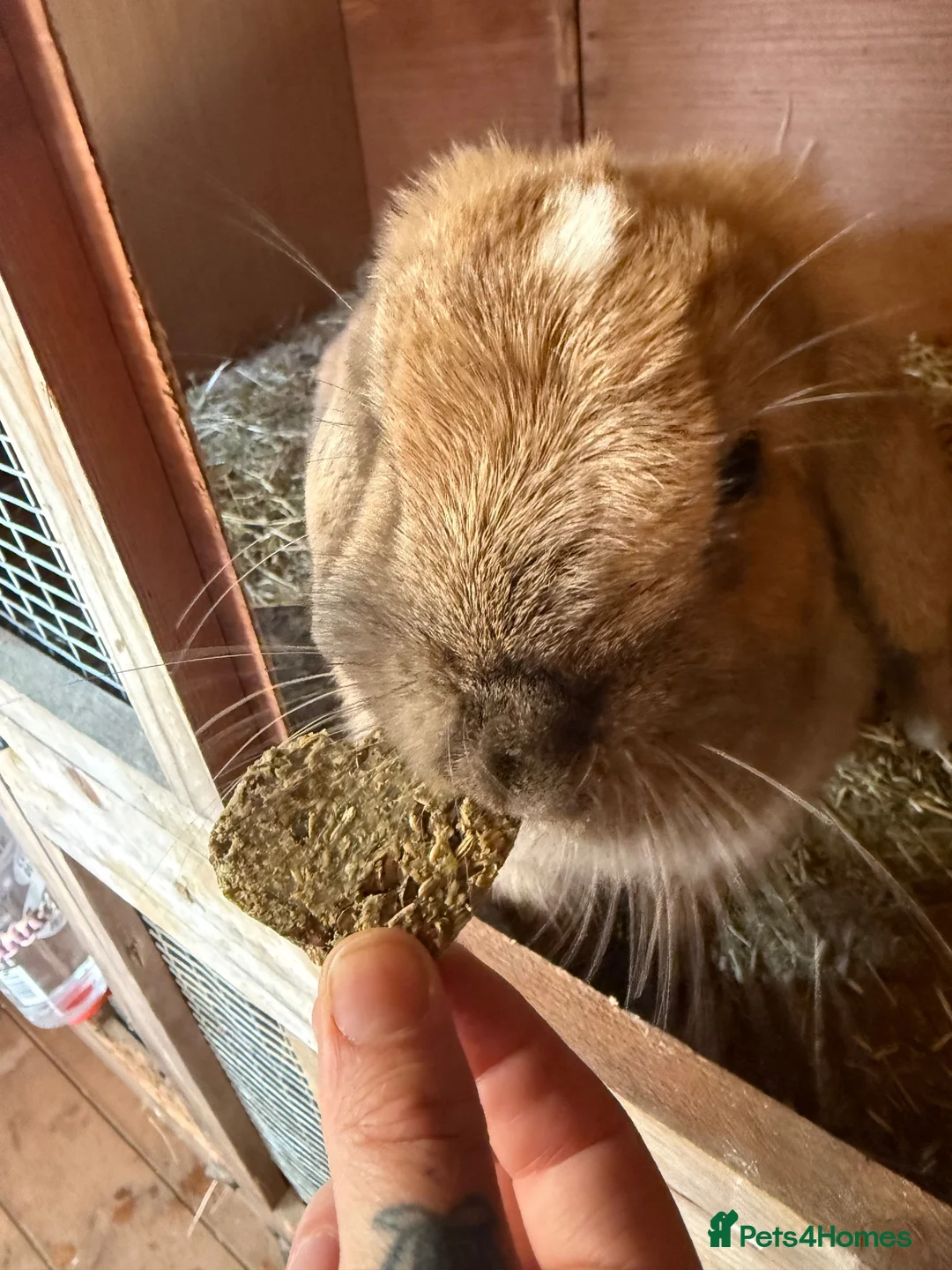 Mini Lop rabbits for sale: Pure mini lops in Bury Saint Edmunds - Advert 11